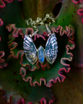 The Bahgsu Jewels Monarch Moon Necklace in Sterling Silver