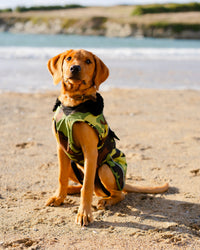 Dog Dryrobe in Green Camo & Black