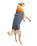 Dog Dryrobe in Dark Grey & Orange