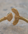 Elder Bird Moonstone Cuff in Gold Plated Brass
