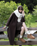 The Emu Womens Higgie Boots in Chestnut