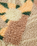 The Passenger Womens Clover Sherpa Fleece Jacket in Sun Patch Simply Taupe